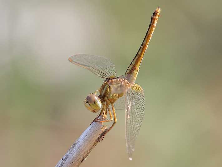 J19_9223 Crocothemis servilia female.JPG